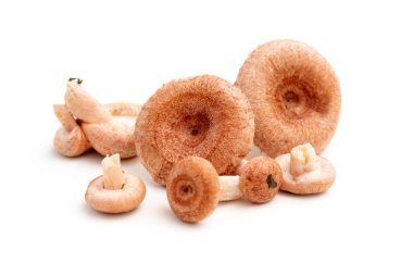 Turşu mantarı. Beyaz arka planda mantar sallıyor. Yenilebilir mantarlar. İzole et. Fotoğraf.