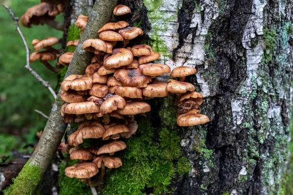 Cogumelos Mel Crescem Tronco Árvore Cogumelos Comestíveis Floresta Foto Alta — Fotografia de Stock