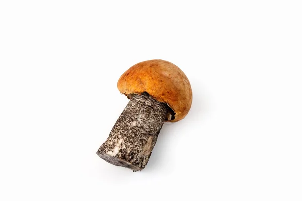 Beyaz arka planda Boletus mantarı. Yenilebilir mantarlar. İzole et. Yumuşak odak.