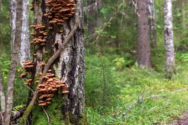 Os cogumelos de mel crescem em um tronco de árvore. Cogumelos comestíveis na floresta. — Fotografia de Stock