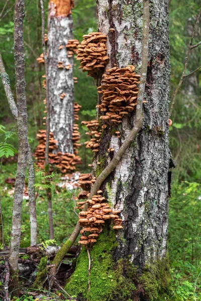 Honey mushrooms grow on a tree trunk. Edible mushrooms in the forest. — Stock Photo, Image