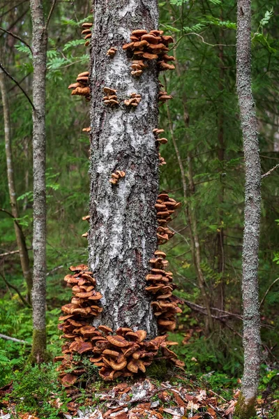 Na kmeni stromu rostou medové houby. Jedlé houby v lese. — Stock fotografie