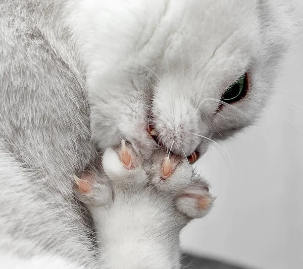 El primer plano de las garras de los gatos. El gato blanco se lava la lengua. Cómo lidiar con el pelo de gato. Concepto. — Foto de Stock