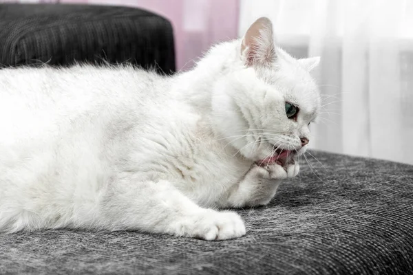 La muda de un gato. Pelo de gato en casa. El gato blanco se lava la lengua. Cómo lidiar con el pelo de gato. Concepto. — Foto de Stock