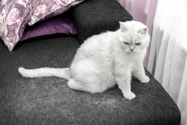 La muda de un gato. Pelo de gato en casa. El gato blanco está sentado en el sofá. Cómo lidiar con el pelo de gato. Concepto. — Foto de Stock