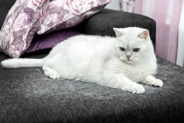 La muda de un gato. Pelo de gato en casa. El gato blanco está sentado en el sofá. Cómo lidiar con el pelo de gato. Concepto. — Foto de Stock