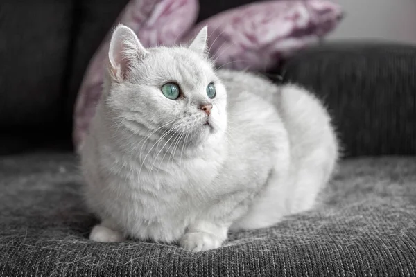 La muda de un gato. Pelo de gato en casa. El gato blanco está sentado en el sofá. Cómo lidiar con el pelo de gato. Concepto. — Foto de Stock