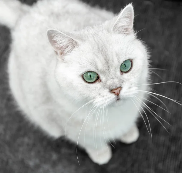 La muda de un gato. Pelo de gato en casa. El gato blanco está sentado en el sofá. Cómo lidiar con el pelo de gato. Acostado. De cerca.. — Foto de Stock