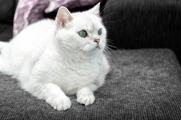 La muda de un gato. Pelo de gato en casa. El gato blanco está sentado en el sofá. Cómo lidiar con el pelo de gato. Concepto. —  Fotos de Stock