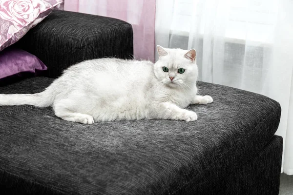 Kedi derisi. Evde kedi kılı var. Beyaz kedi kanepede oturuyor. Kedi tüyüyle nasıl başa çıkılacağını. Kavram.