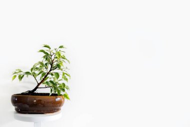 Bir Ficus Lovely bonsai ağacı seramik bir tencerede yetişir. Beyaz arka plan. Uzayı kopyala Fotoğraf.