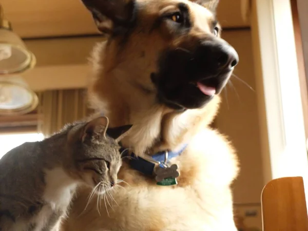 Büyük Bir Alman Çoban Köpeği Küçük Bir Kedi Birlikte Pencerenin — Stok fotoğraf