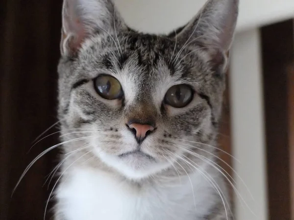 一只灰色条纹家猫的特写镜头 — 图库照片