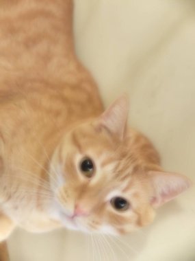 Turuncu çizgili bir ev kedisi evinde uzanıyor.