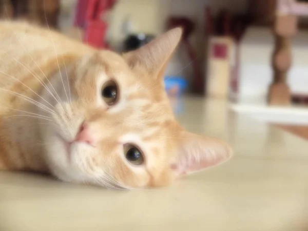 Turuncu Çizgili Kedi Evde Uzanıyor — Stok fotoğraf