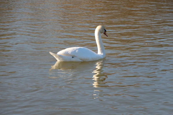 Swan — Stock Photo, Image