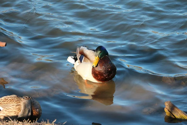 Anatre sul fiume per nuotare — Foto Stock