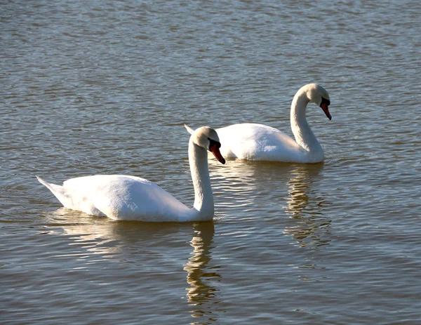 Cisne — Fotografia de Stock