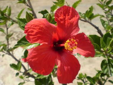 Dalları ve yaprakları ile Çin Hibiscus (Hibiscus rosa-sinensis)