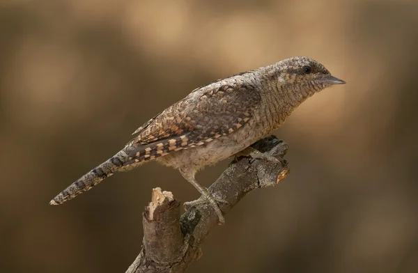 Eurázsiai wryneck (Jynx torquilla) — Stock Fotó