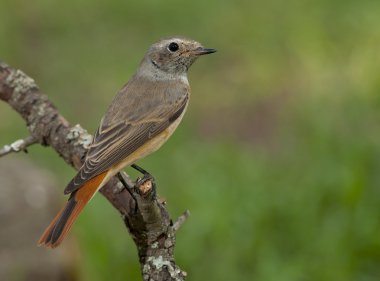 Yaygın kırmızı başlangıç (Phoenicurus phoenicurus)