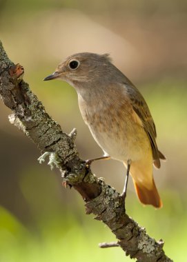 Yaygın kırmızı başlangıç (Phoenicurus phoenicurus)