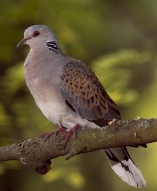 Avrupa kumru (Streptopelia turtur)