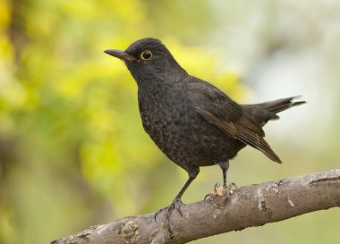 Yaygın karatavuk (Turdus merula)
