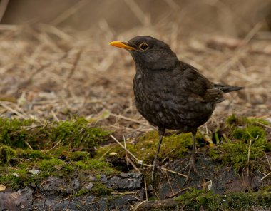 Yaygın karatavuk (Turdus merula)