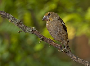 Bayağı kocabaş (Kocabaş kocabaş)