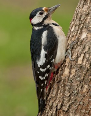 Büyük Benekli Ağaçkakan (Dendrocopos major)