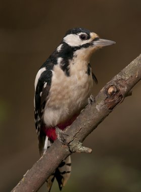 Büyük Benekli Ağaçkakan (Dendrocopos major)