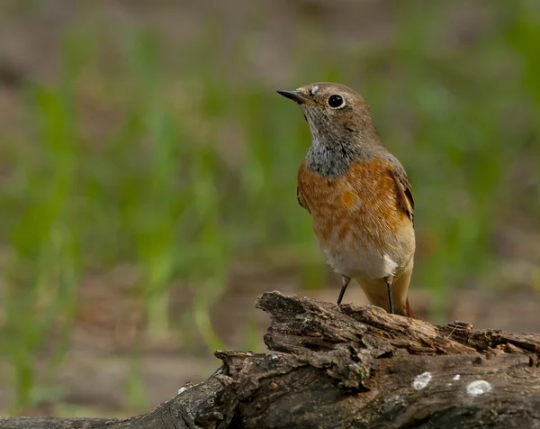 Vanlig omstart (Phoenicurus phoenicurus) — Stockfoto