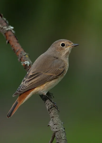 Časté zarudnutí (Phoenicurus phoenicurus) — Stock fotografie