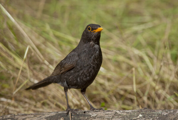 Common blackbird (Turdus merula)