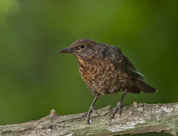 Kos obecný (Turdus merula) — Stock fotografie