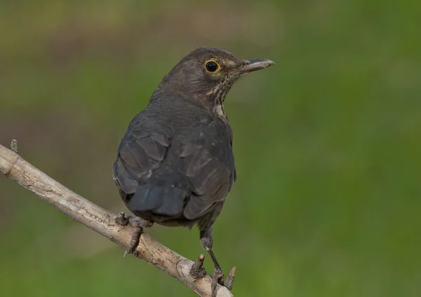 Amsel (Turdus merula)) — Stockfoto