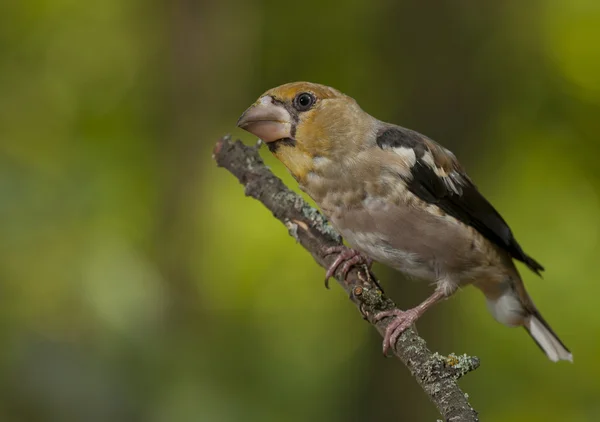 Hawfinch (Coccothraustes coccothraustes) — Φωτογραφία Αρχείου