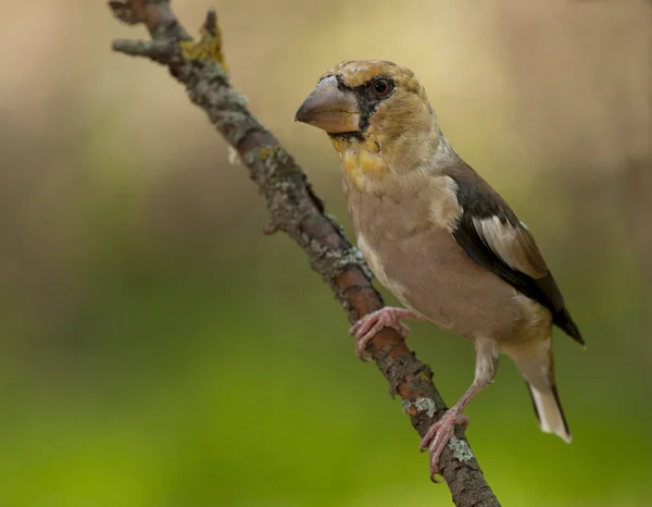 Hawfinch (Coccothraustes coccothraustes) — Stockfoto