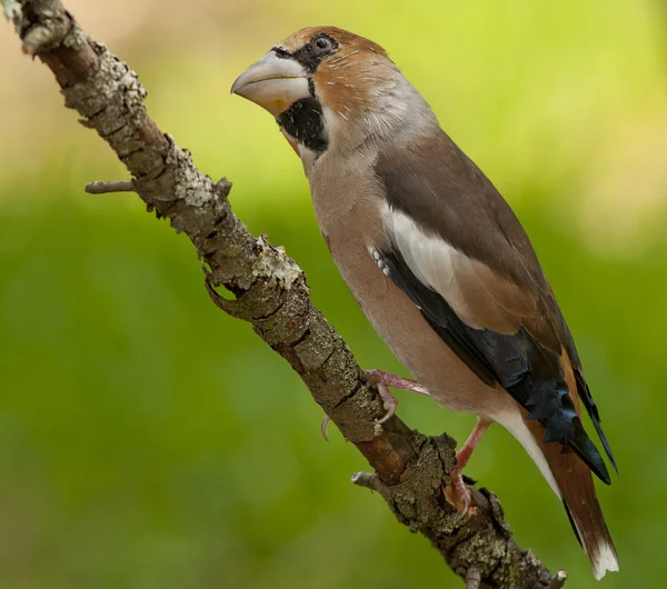 Pinzón halcón (coccothraustes coccothraustes ) —  Fotos de Stock