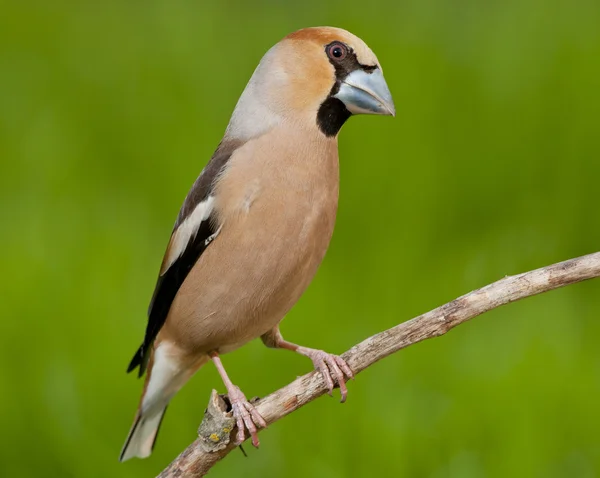 Hawfinch (Coccothraustes coccothraustes) — Stockfoto