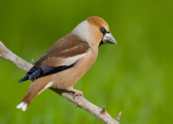 Hawfinch (Coccothraustes coccothraustes) — Stockfoto