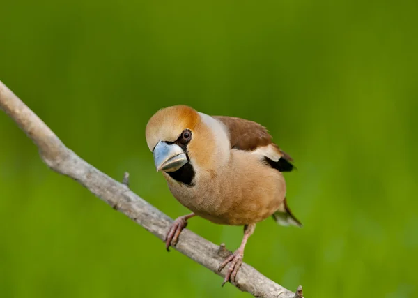 Hawfinch (Coccothraustes coccothraustes) — Φωτογραφία Αρχείου
