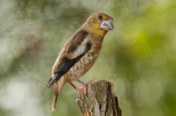 Habicht (coccothraustes coccothraustes) — Stockfoto