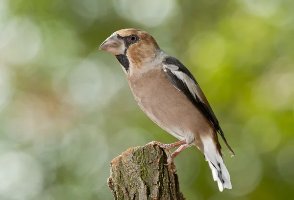 Hawfinch (Coccothraustes coccothraustes) — Stockfoto