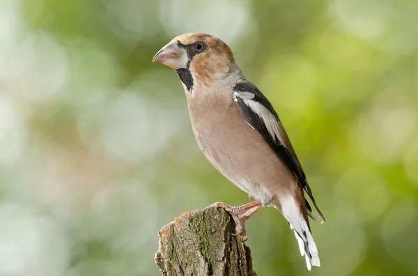 Falcão (coccothraustes coccothraustes ) — Fotografia de Stock