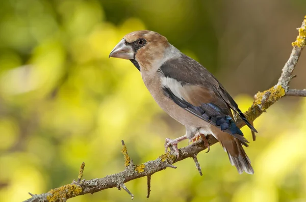 Falcão (coccothraustes coccothraustes ) — Fotografia de Stock