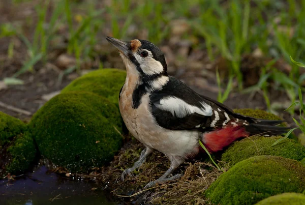 Gran pájaro carpintero manchado (Dendrocopos major) —  Fotos de Stock