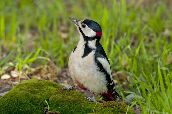 Gran pájaro carpintero manchado (Dendrocopos major) —  Fotos de Stock