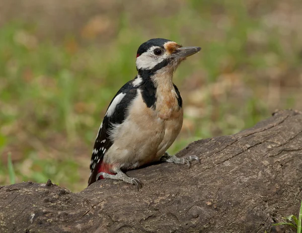 Gran pájaro carpintero manchado (Dendrocopos major) —  Fotos de Stock